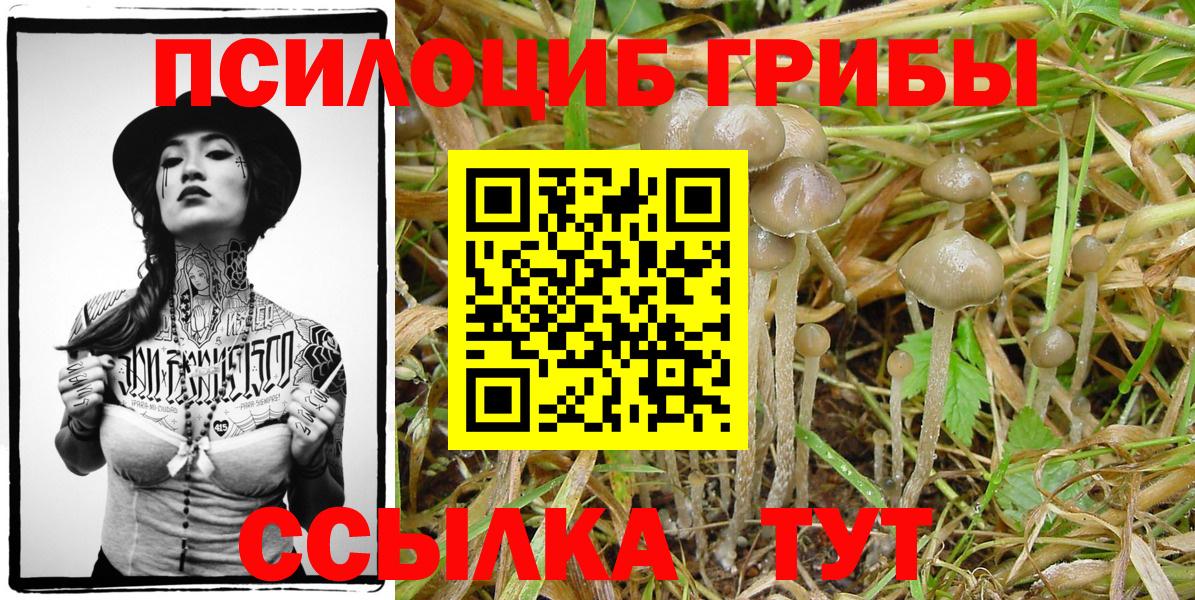 Галлюциногенные грибы Cubensis Берёзовский